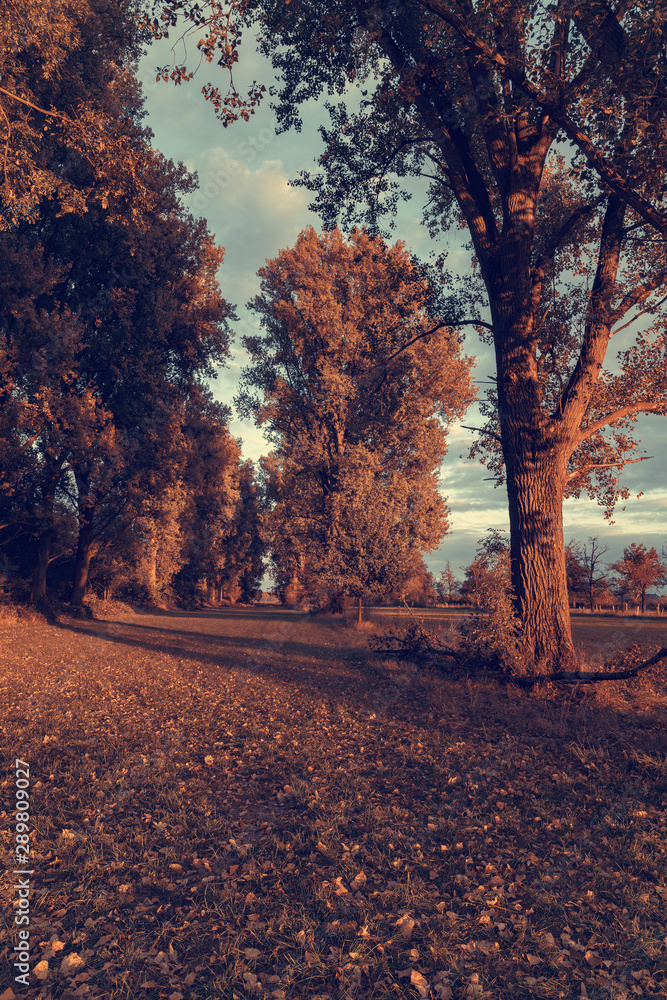 Fototapeta premium Indian Summer, autumn in the park