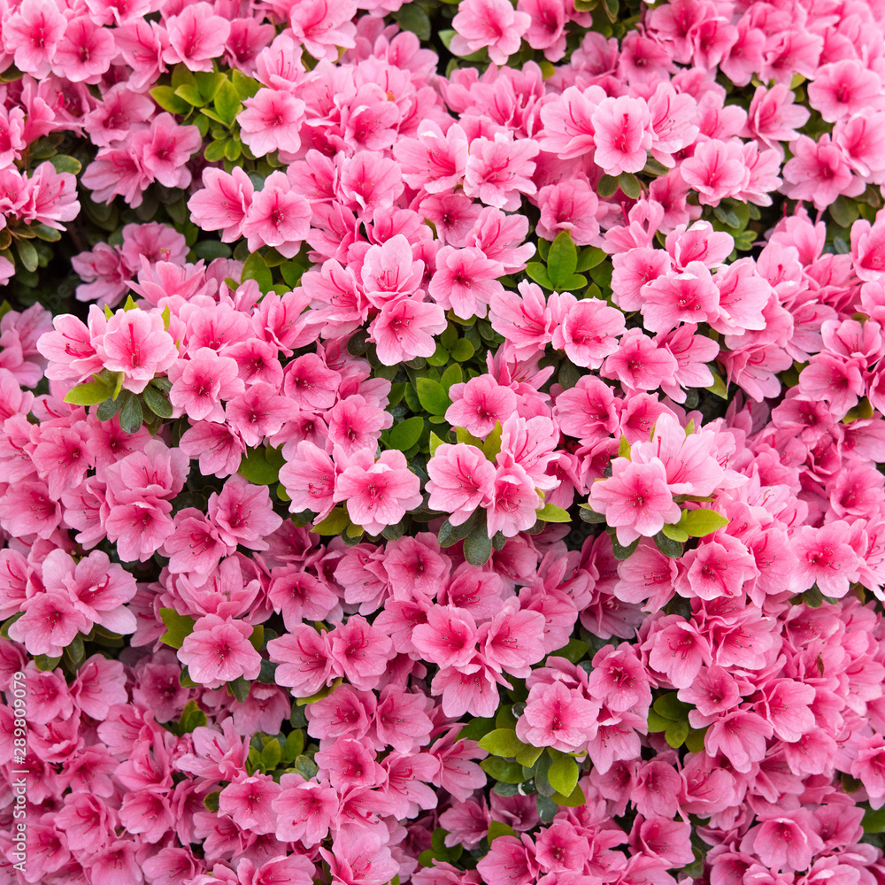 Pink Azalea Flowers Background ピンク色のツツジの花 背景 Stock 写真 Adobe Stock