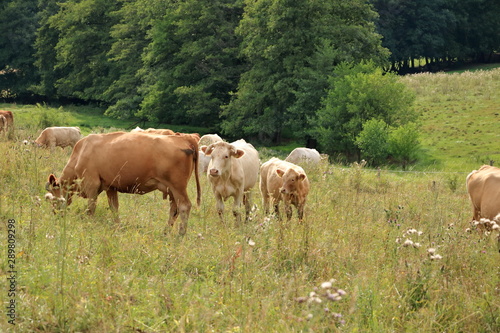 Cow grazing on a lovely green pasture