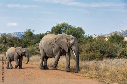 Female of african Elephant mother with baby crossing road in Pilanesberg Game reserve. South Africa wildlife safari.
