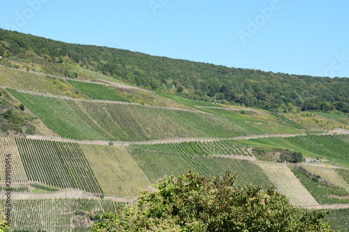 Blick auf Zell an der Mosel, Weinberge und Teile der Moselshcleife photo