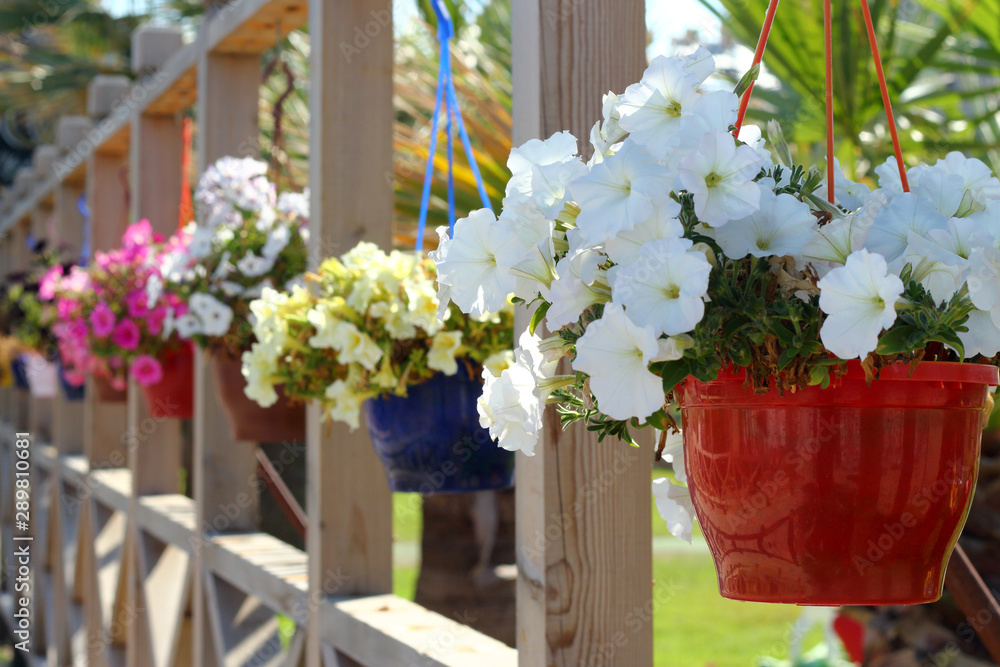 Fototapeta premium Petunia flowers on the wooden rack, selective fokus.