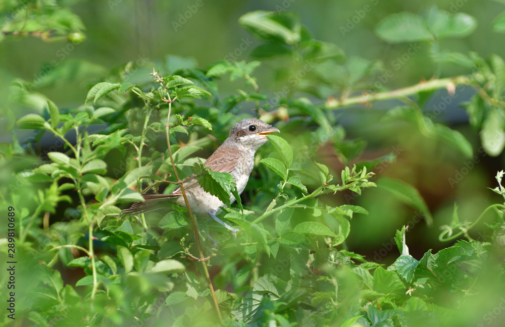Portrait of a female Red-backed shrike sitting in a dense shrub on its nest Portrait of a female Red-backed shrike sitting in a dense shrub on its nest