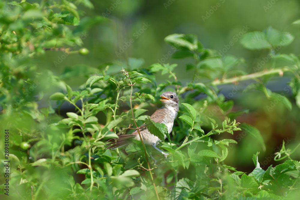 Portrait of a female Red-backed shrike sitting in a dense shrub on its nest Portrait of a female Red-backed shrike sitting in a dense shrub on its nest