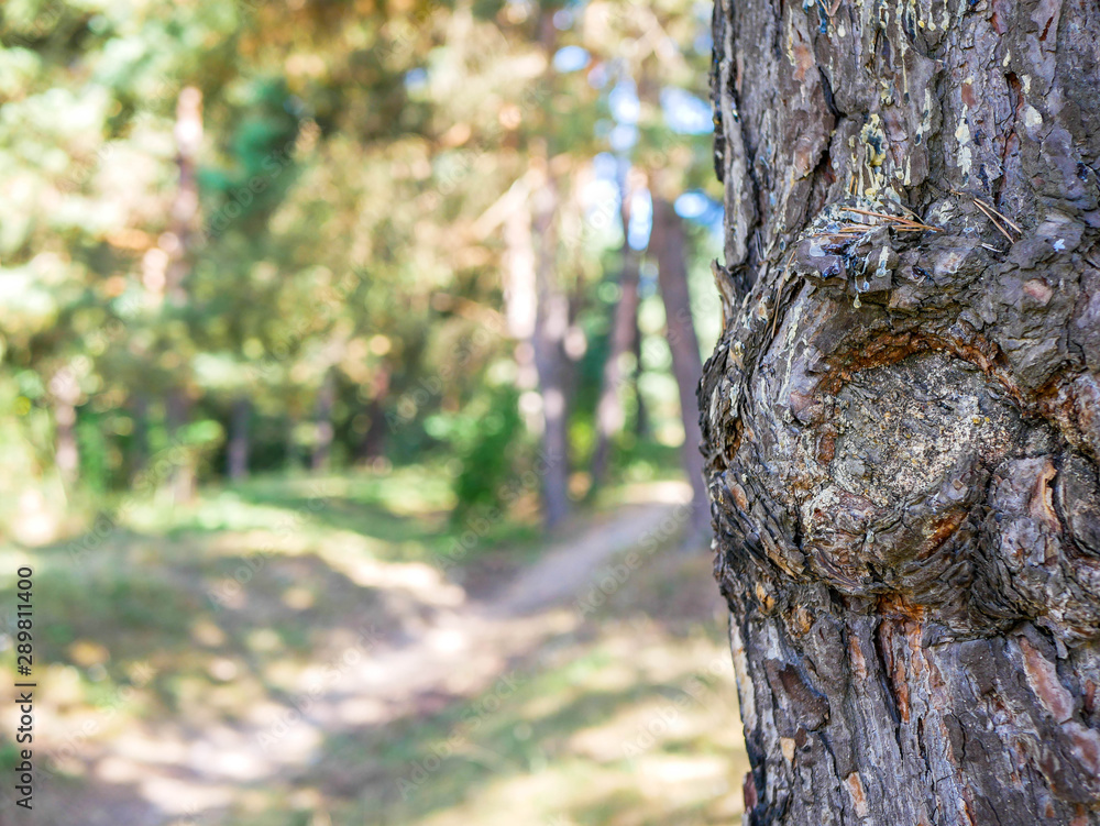 Pine tree bark ( pinus sylvestris) close up shot near small forest path ,shallow depth of field, space for text. Pine tree bark ( pinus sylvestris) close up shot near small forest path ,shallow depth of field, space for text.