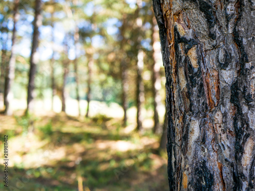 Pine tree bark ( pinus sylvestris) close up shot, shallow depth of field, space for text.