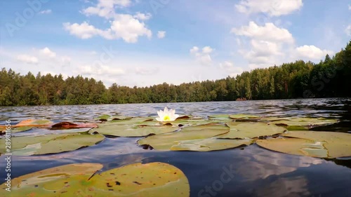 White water lilies on the lake. A light wind ripples the water. Peace, beauty, meditation, yoga.