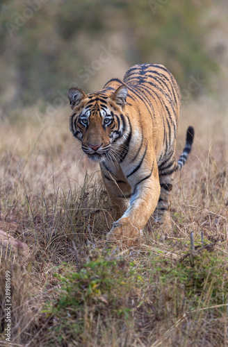 Male Tiger Cub approaching