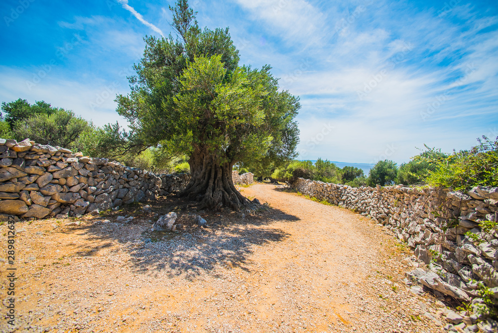 Olive Trees Garden, Mediterranean old olive field. Croatia olive grove, Lun, island Pag. - Image Olive Trees Garden, Mediterranean old olive field. Croatia olive grove, Lun, island Pag. - Image