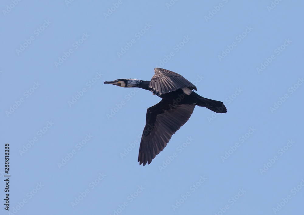 Obraz premium cormorants