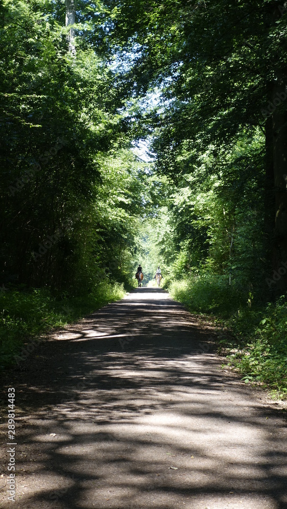 Fototapeta premium Waldweg