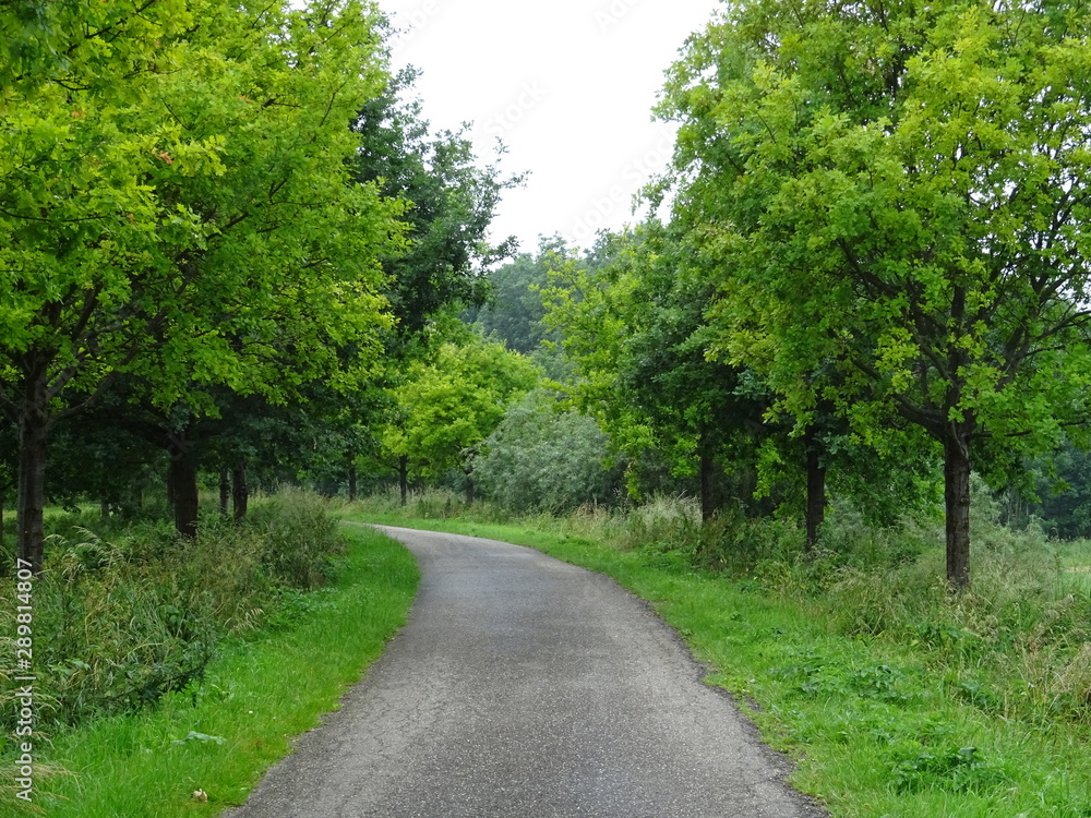 road in the forest road in the forest