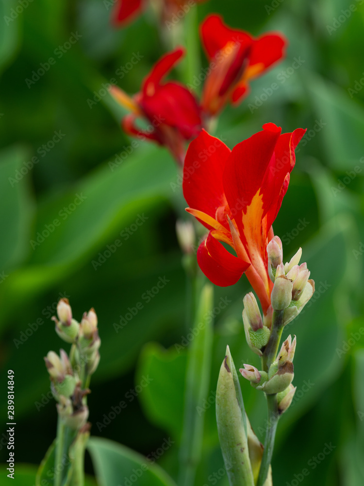Indian shot or African arrowroot, Sierra Leone arrowroot,canna, cannaceae, canna lily, Flowers at the park, nature background