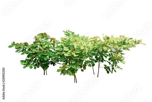  plant isolated include clipping path on white background © sakdam