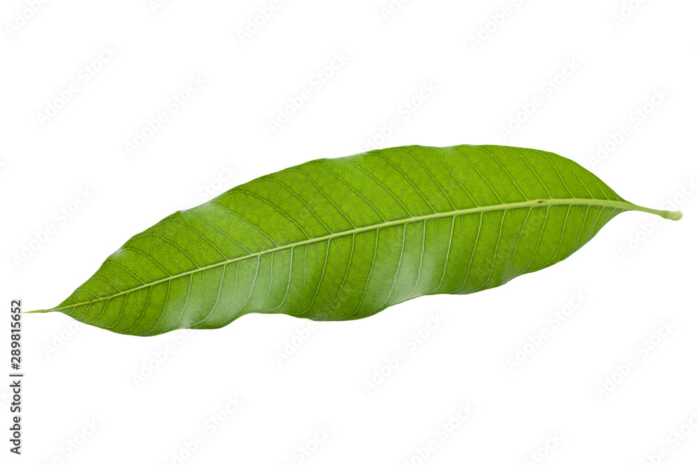 Obraz premium macro close up green tropical leaf mango tree from nature agriculture isolated on white background,organic mango leaves isolated