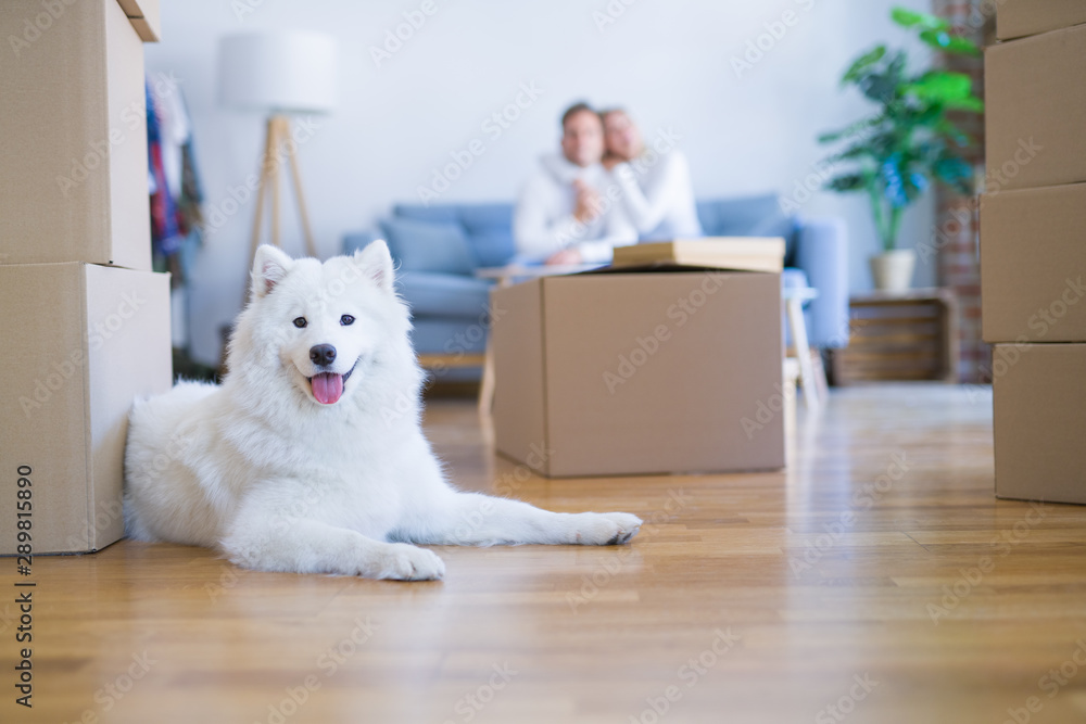 Young beautiful couple with dog sitting on the sofa at new home around cardboard boxes Young beautiful couple with dog sitting on the sofa at new home around cardboard boxes