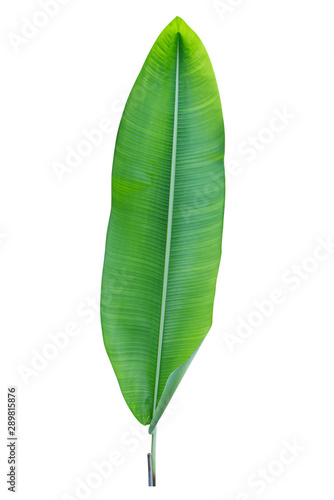 banana leaf isolated include clipping path 