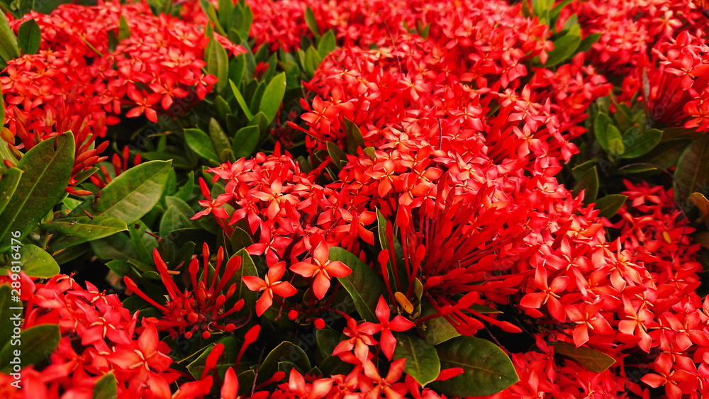 Spike flower Tropical red bloom floral Spike flower Tropical red bloom floral