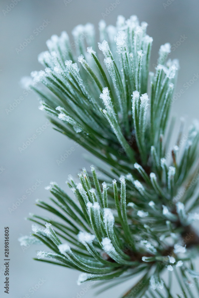 Icy pine branch of the Pyrenees.