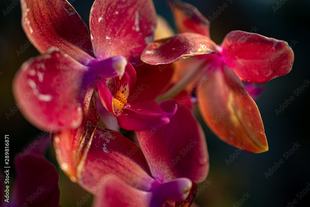 Orchideen Zauber