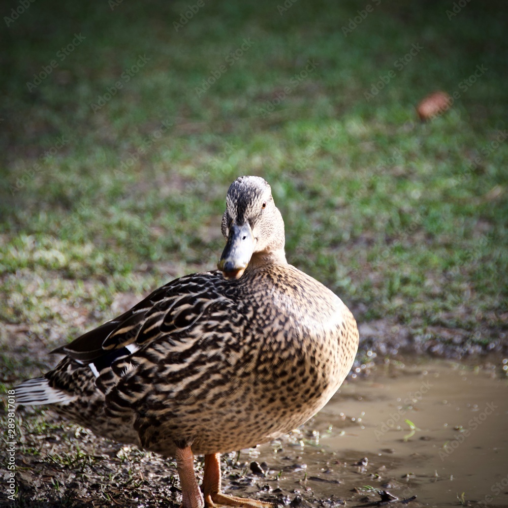 male mallard duck male mallard duck