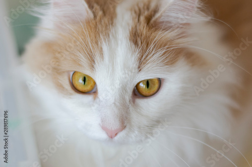 Closeup portrait of a beautiful white beige cat with golden eyes. Stares into the eyes