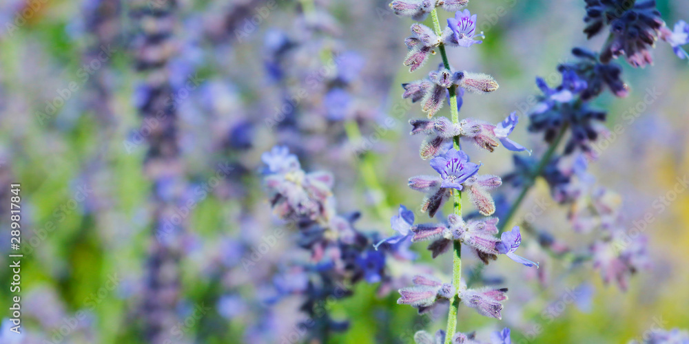 close up of lavender flower in provence -south of france - close up of lavender flower in provence -south of france -