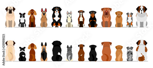 large dogs border border set, full length, front and back