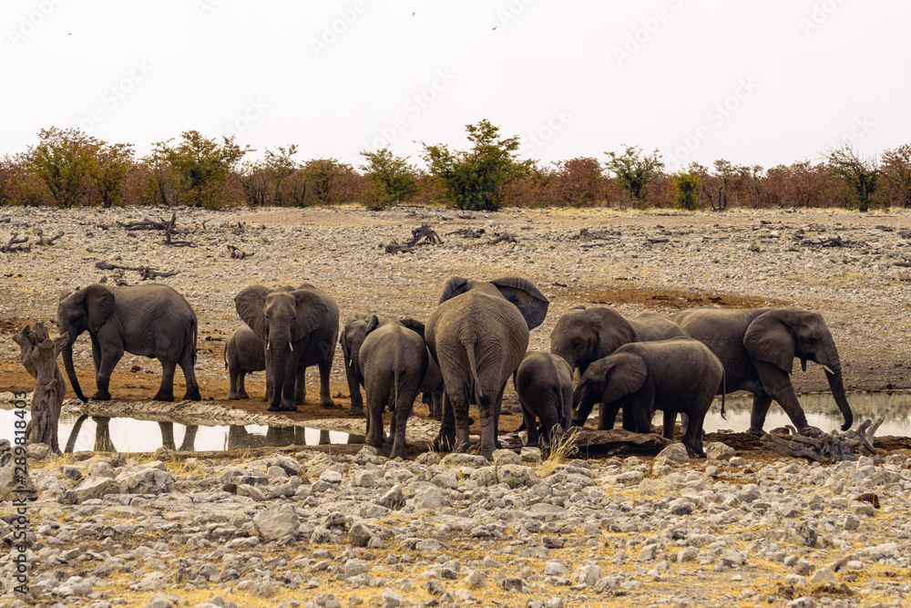 Family or Herd of Elephants at water hole. Baby elephants are drinking water. Very cute and little next to their larger parents. Taken while on safari holiday etosha national park namibia africa Family or Herd of Elephants at water hole. Baby elephants are drinking water. Very cute and little next to their larger parents. Taken while on safari holiday etosha national park namibia africa