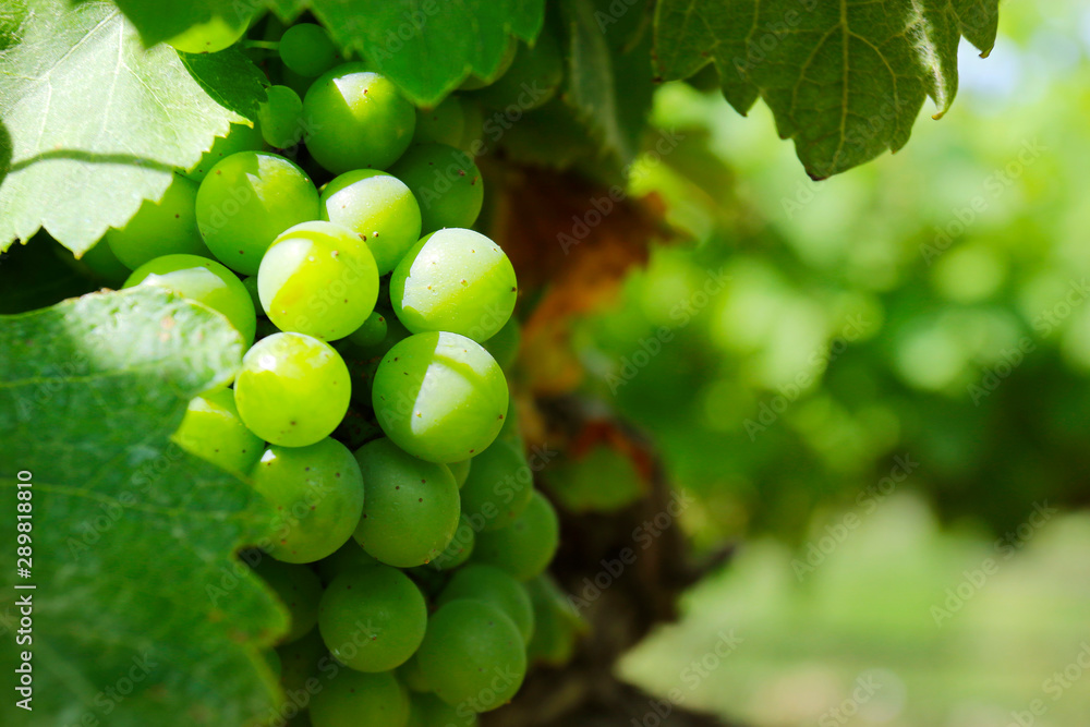 cluster of green grapes on a vine 
