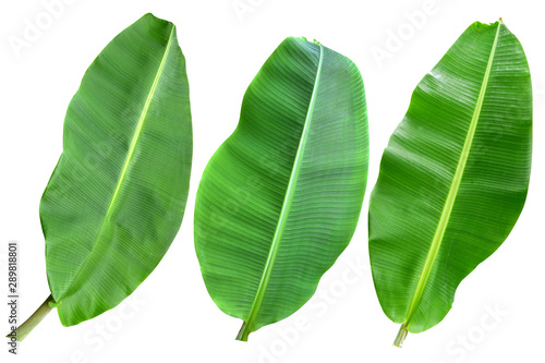 collection of banana leaf isolated on white background. Tropical plant