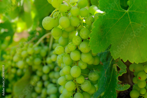 Wallpaper Mural cluster of green grapes on a vine  Torontodigital.ca