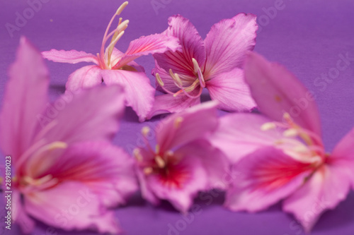 purple flowers on a purple background