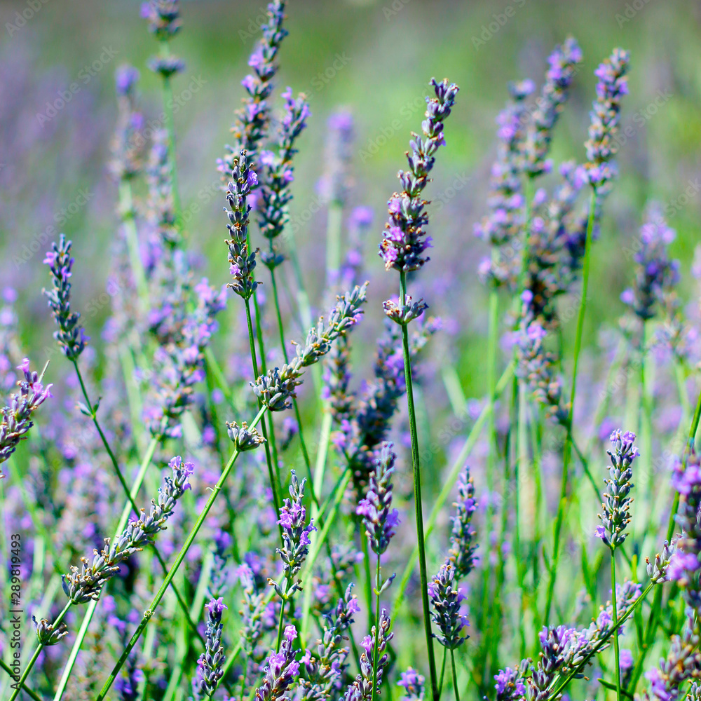 close up of lavender flower in provence -south of france - close up of lavender flower in provence -south of france -