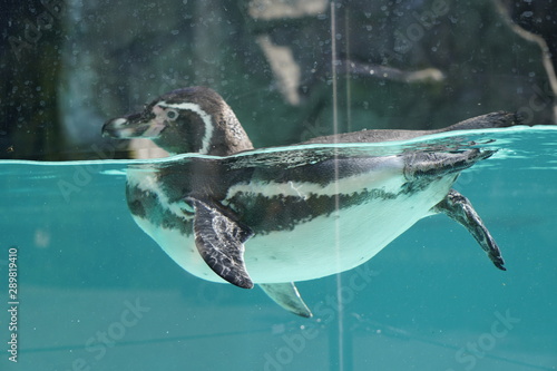 penguin swimming in blue water, shooting through the glass. waterfowl.