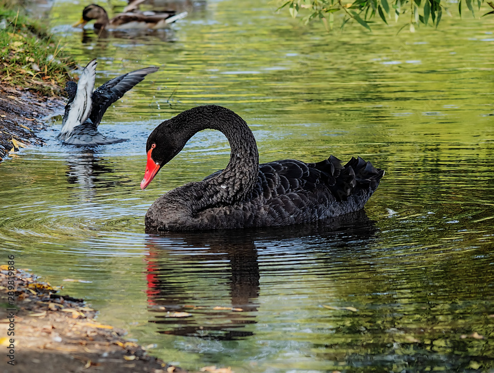 Naklejka premium Black swan