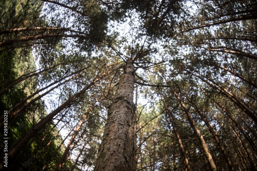 Fototapeta premium Forest landscape.Beautiful forest nature. Tall old pine trees. Summer sunny day.