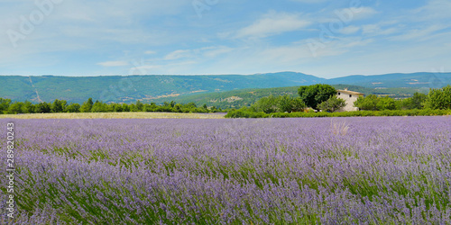 plantation of bunch of lavender in provence -south of france - © MICHEL