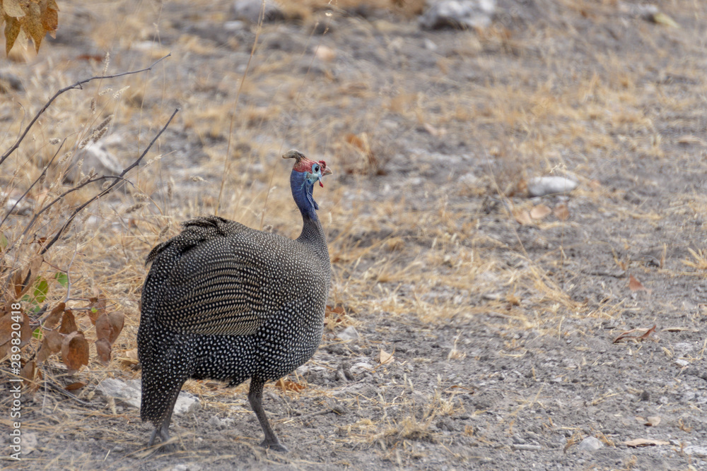 Helmeted Guinea fowl