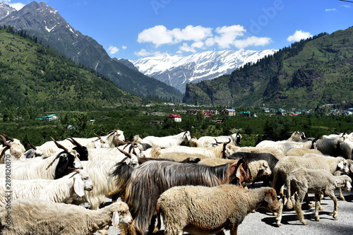 Sheeps and Mountains
