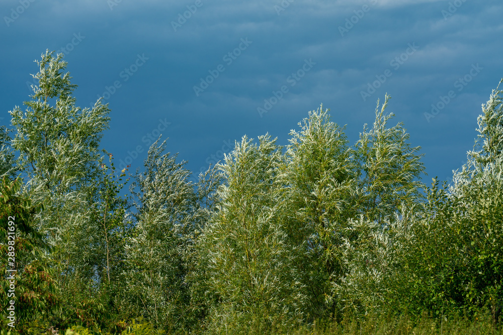 Fototapeta premium Lush green trees and leaves glowing in bright sunshine with a dark and threatening stormy sky in the background