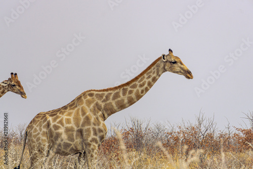 Two Giraffes walking in the grass in the Chobe National Park  Botswana.