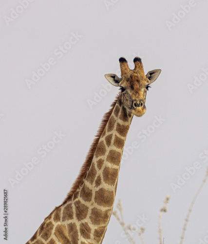 giraffe safari head close adventure wildlife