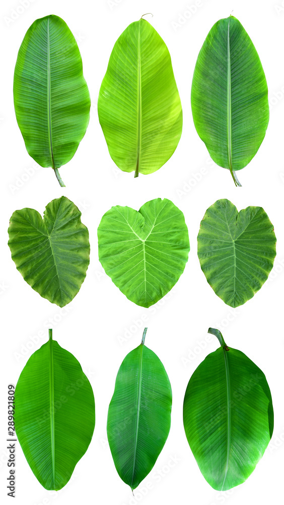 collection of banana and taro leaf isolated on white background. Tropical plant collection of banana and taro leaf isolated on white background. Tropical plant