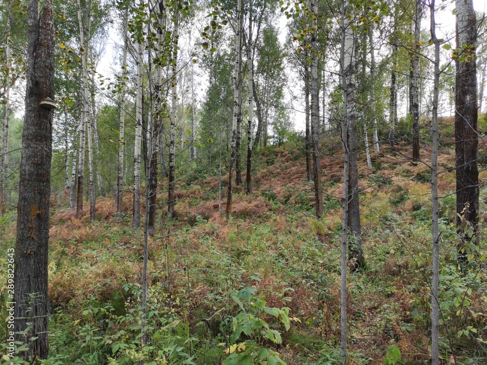 Obraz premium trees in the forest