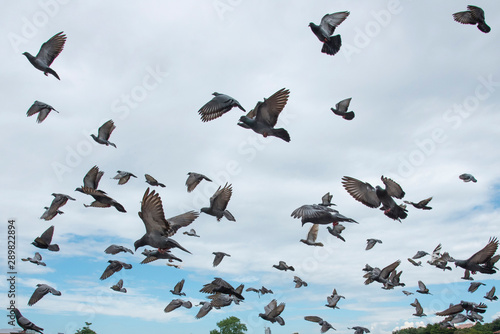 pigeons cause environmental problems. © chamnan phanthong