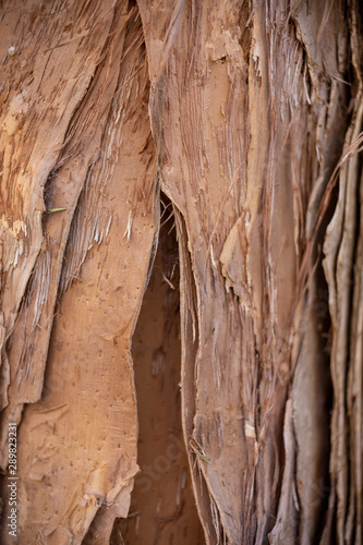 Paper bark front cluster