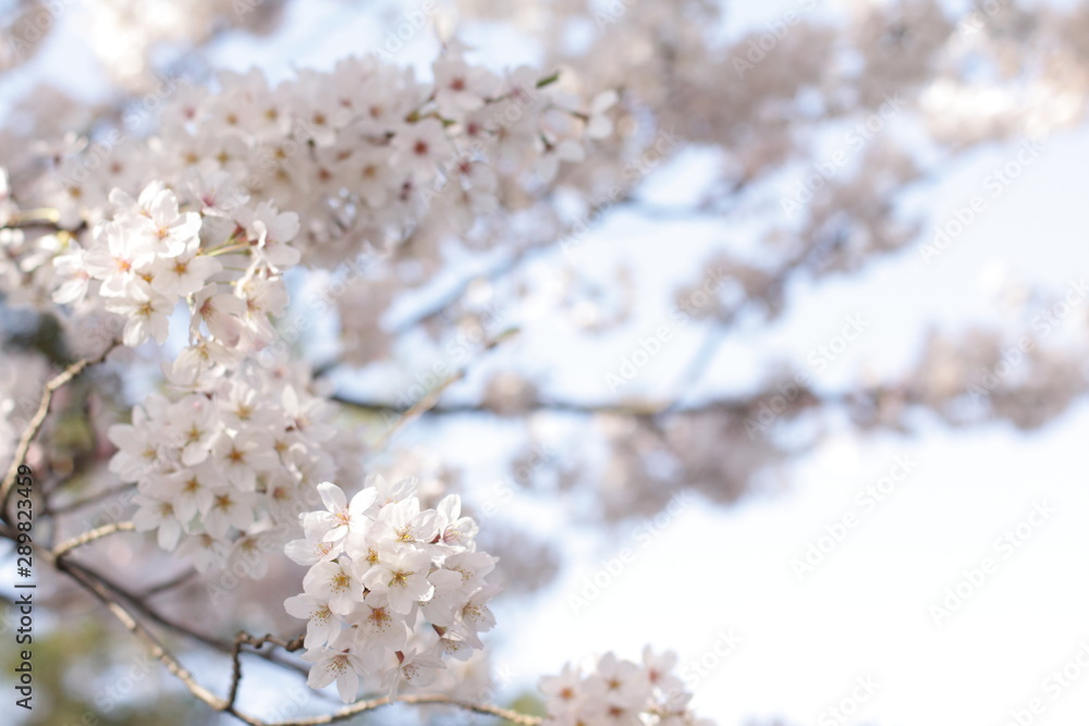 Elegant Cherry Blossom in Japanese for spring time image Elegant Cherry Blossom in Japanese for spring time image