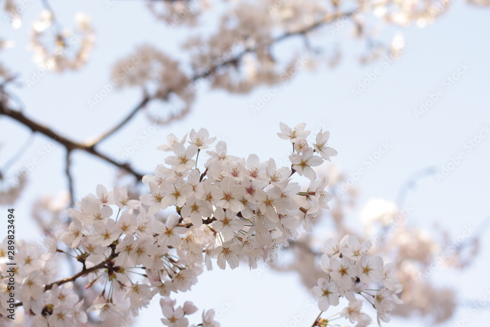 Elegant Cherry Blossom in Japanese for spring time image Elegant Cherry Blossom in Japanese for spring time image