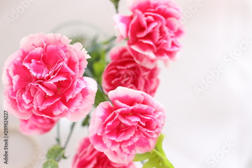 elegance pink carnation with copy space for Mother's Day Images